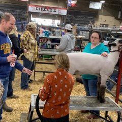 Hopkins County Junior Market Livestock Show Lamb, Goat Winners