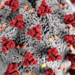 Coronavirus Case Reported At North Hopkins ISD