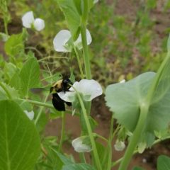 How To Help Pollinators In Your Community