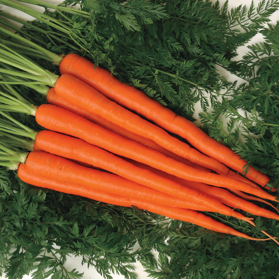 К чему снится морковь свежая. Юкон морковь. Морковь Кисена. Морковь Шантеклер. Морковь Хрустяшка.