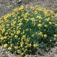 Bitter Weed Is Toxic To Cattle, Goats