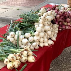 Growing Onions