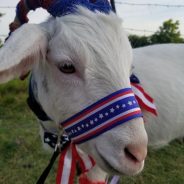 July Fun in Store at NE Children’s Museum