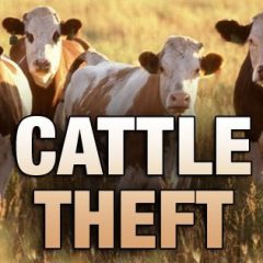 $2,000 Reward Offered For Information On Cattle, Saddle Thefts in NE Texas