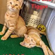 Hearts of Life Presents Leo and Tigger
