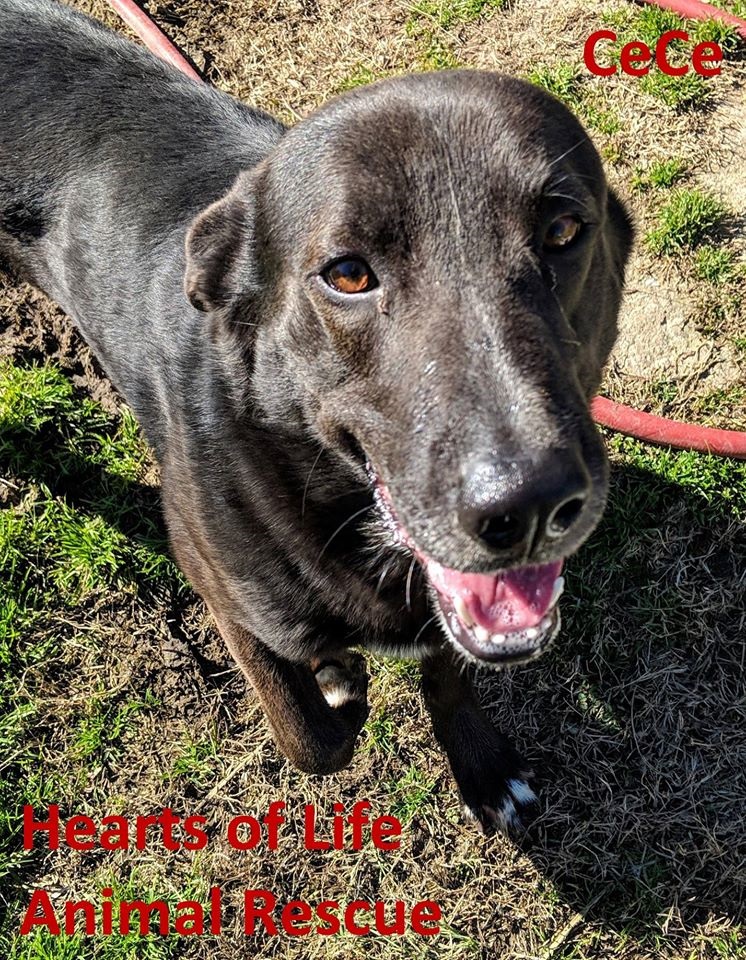 Pet of the Week CeCe