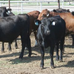 How to Get the Biggest and Best Yields For Cattle, by Mario Villarino