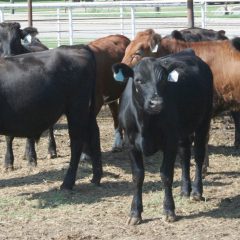 Nutritional Challenges for Cattle Under Wet Conditions, by Mario Villarino