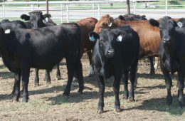 Suspected Cattle Rustlers Rounded Up in Hopkins County