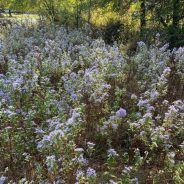 Spring Into Action by Planting Native Wildflower Seeds in the Fall