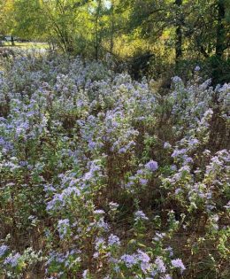 Spring Into Action by Planting Native Wildflower Seeds in the Fall