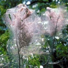 Tree Webs Not Just for Halloween From Hopkins County Master Gardeners October 26, 2020