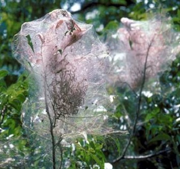Fall webworm Hyphantria cunea nests