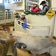 Sulphur Springs Livestock Commission Auctioneer Sells 4,000 Head of Cattle at the NETBIO December Sale.