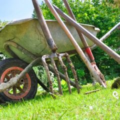 Try Milk in Your Garden From Master Gardener David Wall