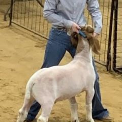 State Fair  Of Texas Goat And Lamb Validation Tag Orders Due March 28, 2022