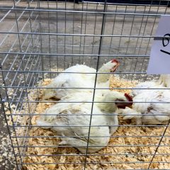 4-H Exhibitors Should Contact Extension Office By Nov. 29 Regarding NETLA Broiler Projects