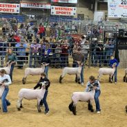NETLA 2021 Hopkins County Junior Market Lamb Show Results