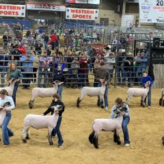 NETLA 2021 Hopkins County Junior Market Lamb Show Results