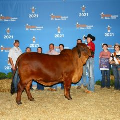 SSHS FFA Cash Vititow’s Red Brahman Heifer Wins Best in Breed at Houston Livestock Show!