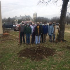 Plant Some Trees This Winter! by Mario Villarino