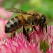 What’s all the Buzz? by Hopkins County Master Gardener Phyllis Kitten