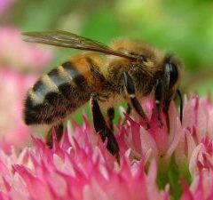 What’s all the Buzz? by Hopkins County Master Gardener Phyllis Kitten