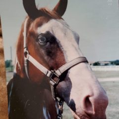 Oldest Registered Paint Horse in America Resides in Hopkins County, and He’s a ‘Ten’!