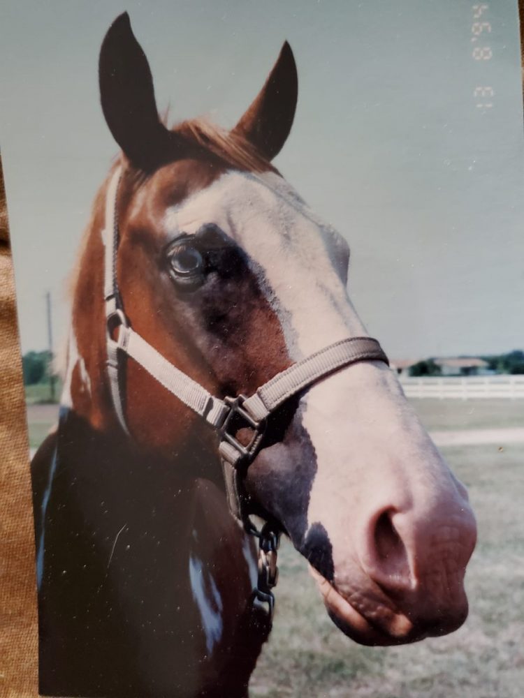 Oldest Registered Paint Horse in America Resides in Hopkins County, and
