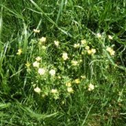 The Flowers on the Hay Meadow, by Mario Villarino