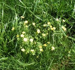 The Flowers on the Hay Meadow, by Mario Villarino