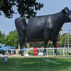 Cow-A-Bunga: Cowhide Care in Sulphur Springs