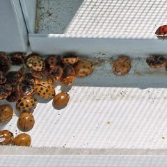 Residents Across Northeast Texas Report Homes Invaded By Multicolored Asian Lady Beetles