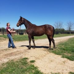 2019 Miss UPRA Shara Dalton Continues Work with Horses on Local and International Basis