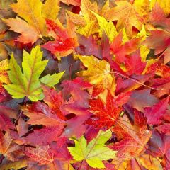 Hopkins County Master Gardener: Why Do Leaves Change Color?