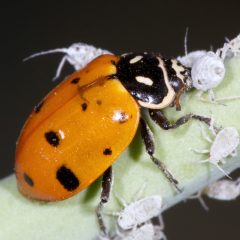 Ladybug, Ladybug … 450 Of 5,000 Species Are Native To North America