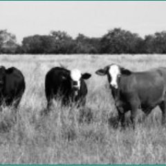 Use Of Stocker Calves In Small Acreage