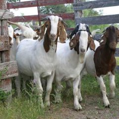 Livestock For The Small Acreage: Goats