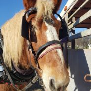 Samson the Horse on Celebration Square