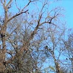 City Officials To Begin Process Of Rousting Buzzards From Trees In Town Monday