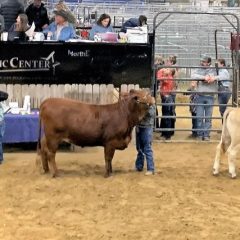NETLA Hopkins County Junior Market Livestock Show 2022 Heifer Contest Results