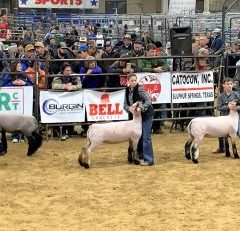 NETLA Hopkins County Jr. Market Livestock Show 2022 Lamb Competition Results