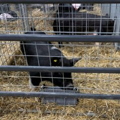 NETLA Hopkins County Junior Market Livestock Show 2022 Swine Competition