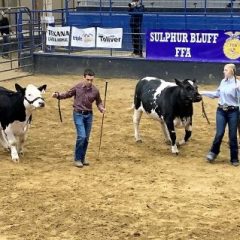 NETLA Hopkins County Junior Market Livestock Show 2022 Steer Contest Results