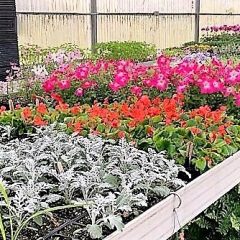 Flowering, Potted, Hangings Baskets, Packs Offered At Sulphur Springs FFA Plant Sale