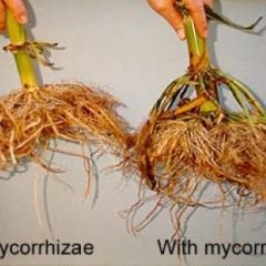 What About Mycorrhizae?