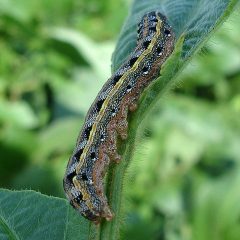 Cooler Temperatures And Rain Have Forage And  Crop Producers Scrambling To Fight Armyworms