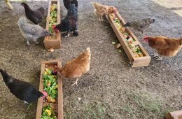 Citations Given to People Trying to Smuggle Eggs Across Southern Border Into Texas