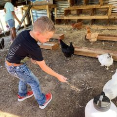 North Hopkins Students Meeting Challenges Of Chicken Farming at Cluckingham Palace