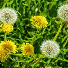 The Benefits Of Dandelions